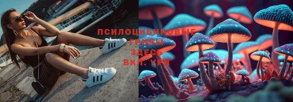 прущие грибы Вязники